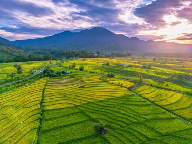 Beautiful morning view indonesia Panorama Landscape paddy fields with beauty color and sky natural light