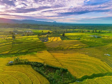 Beautiful morning view indonesia Panorama Landscape paddy fields with beauty color and sky natural light