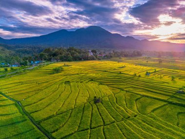 Beautiful morning view indonesia Panorama Landscape paddy fields with beauty color and sky natural light