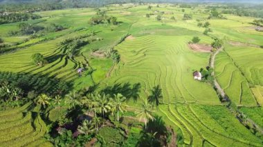 Beautiful morning view indonesia Panorama Landscape paddy fields with beauty color and sky natural light