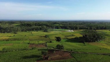 Beautiful morning view indonesia Panorama Landscape paddy fields with beauty color and sky natural light