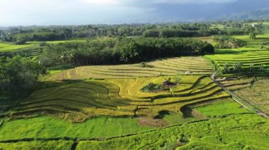 Beautiful morning view indonesia Panorama Landscape paddy fields with beauty color and sky natural light