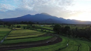 Beautiful morning view indonesia Panorama Landscape paddy fields with beauty color and sky natural light