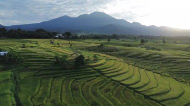 Beautiful morning view indonesia Panorama Landscape paddy fields with beauty color and sky natural light