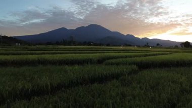 Beautiful morning view indonesia Panorama Landscape paddy fields with beauty color and sky natural light