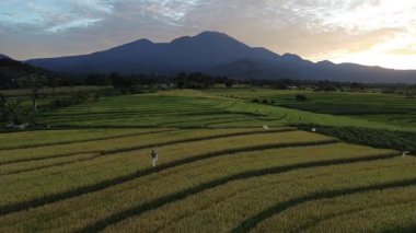Beautiful morning view indonesia Panorama Landscape paddy fields with beauty color and sky natural light