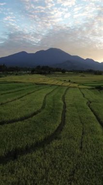Beautiful morning view indonesia Panorama Landscape paddy fields with beauty color and sky natural light