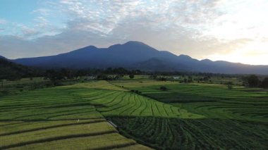 Beautiful morning view indonesia Panorama Landscape paddy fields with beauty color and sky natural light