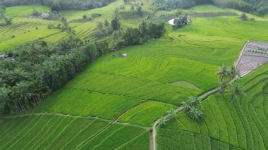 Beautiful morning view indonesia Panorama Landscape paddy fields with beauty color and sky natural light