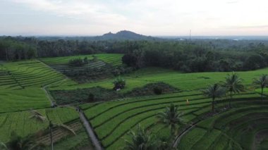 Beautiful morning view indonesia Panorama Landscape paddy fields with beauty color and sky natural light