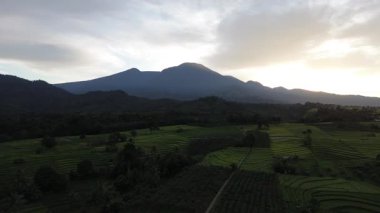 Beautiful morning view indonesia Panorama Landscape paddy fields with beauty color and sky natural light