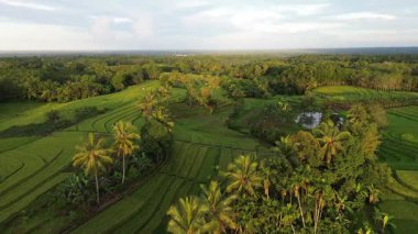 Beautiful morning view indonesia Panorama Landscape paddy fields with beauty color and sky natural light