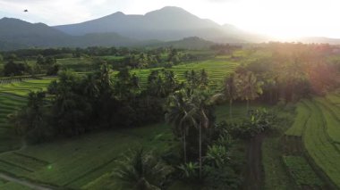 Beautiful morning view indonesia Panorama Landscape paddy fields with beauty color and sky natural light