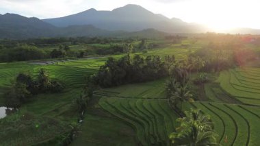 Beautiful morning view indonesia Panorama Landscape paddy fields with beauty color and sky natural light