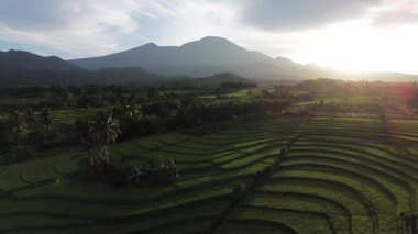 Beautiful morning view indonesia Panorama Landscape paddy fields with beauty color and sky natural light
