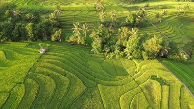 Beautiful morning view indonesia Panorama Landscape paddy fields with beauty color and sky natural light
