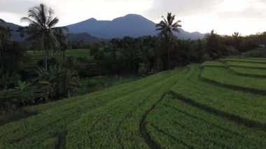 Beautiful morning view indonesia Panorama Landscape paddy fields with beauty color and sky natural light