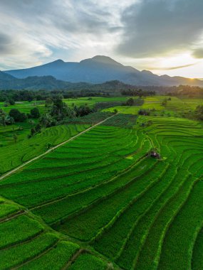 Beautiful morning view indonesia Panorama Landscape paddy fields with beauty color and sky natural light
