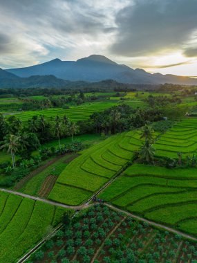 Beautiful morning view indonesia Panorama Landscape paddy fields with beauty color and sky natural light