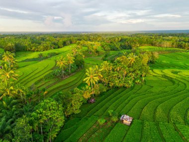 Beautiful morning view indonesia Panorama Landscape paddy fields with beauty color and sky natural light