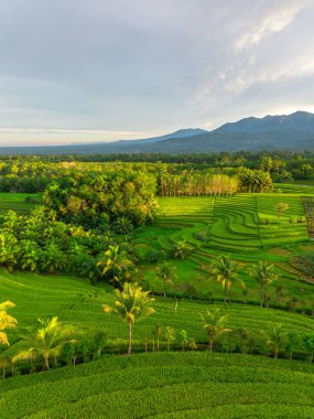 Beautiful morning view indonesia Panorama Landscape paddy fields with beauty color and sky natural light