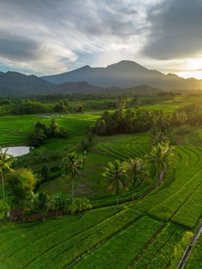 Beautiful morning view indonesia Panorama Landscape paddy fields with beauty color and sky natural light
