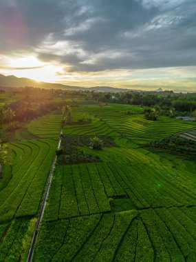Beautiful morning view indonesia Panorama Landscape paddy fields with beauty color and sky natural light