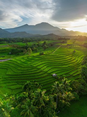 Beautiful morning view indonesia Panorama Landscape paddy fields with beauty color and sky natural light