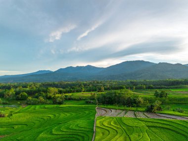 Beautiful morning view indonesia Panorama Landscape paddy fields with beauty color and sky natural light