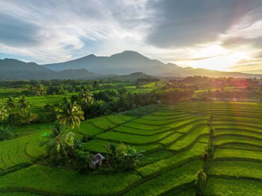 Beautiful morning view indonesia Panorama Landscape paddy fields with beauty color and sky natural light