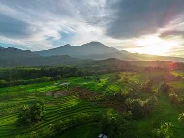 Beautiful morning view indonesia Panorama Landscape paddy fields with beauty color and sky natural light