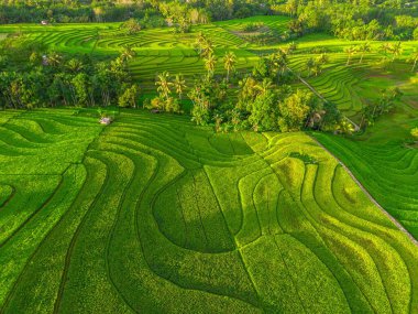 Beautiful morning view indonesia Panorama Landscape paddy fields with beauty color and sky natural light