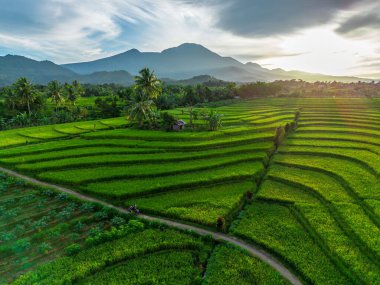 Beautiful morning view indonesia Panorama Landscape paddy fields with beauty color and sky natural light
