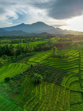 Beautiful morning view indonesia Panorama Landscape paddy fields with beauty color and sky natural light