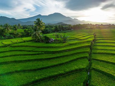Beautiful morning view indonesia Panorama Landscape paddy fields with beauty color and sky natural light