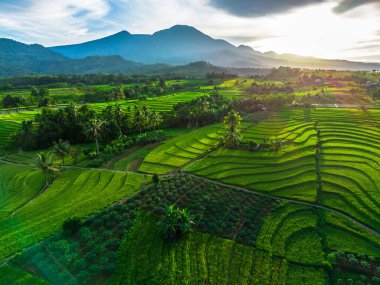 Beautiful morning view indonesia Panorama Landscape paddy fields with beauty color and sky natural light
