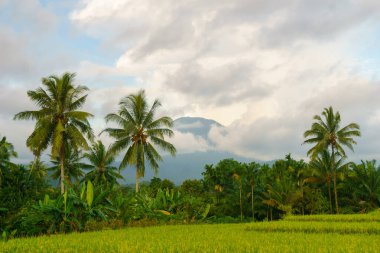 Beautiful morning view indonesia Panorama Landscape paddy fields with beauty color and sky natural light