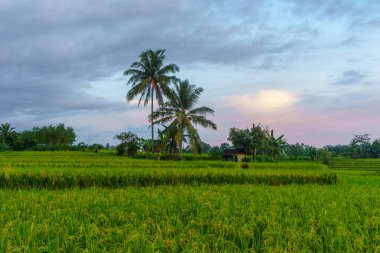 Beautiful morning view indonesia Panorama Landscape paddy fields with beauty color and sky natural light