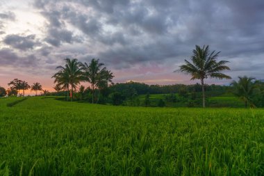 Beautiful morning view indonesia Panorama Landscape paddy fields with beauty color and sky natural light