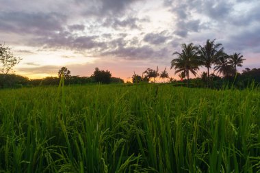 Beautiful morning view indonesia Panorama Landscape paddy fields with beauty color and sky natural light