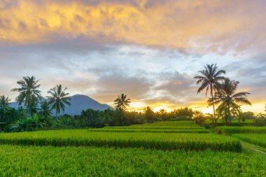 Beautiful morning view indonesia Panorama Landscape paddy fields with beauty color and sky natural light