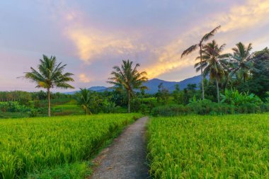 Beautiful morning view indonesia Panorama Landscape paddy fields with beauty color and sky natural light