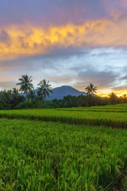 Beautiful morning view indonesia Panorama Landscape paddy fields with beauty color and sky natural light