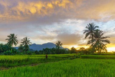 Beautiful morning view indonesia Panorama Landscape paddy fields with beauty color and sky natural light