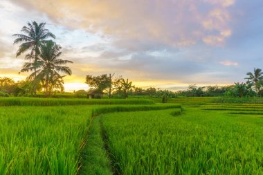Beautiful morning view indonesia Panorama Landscape paddy fields with beauty color and sky natural light