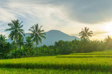 Beautiful morning view indonesia Panorama Landscape paddy fields with beauty color and sky natural light