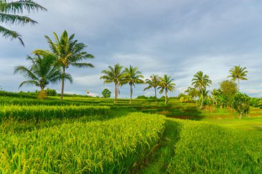 Beautiful morning view indonesia Panorama Landscape paddy fields with beauty color and sky natural light