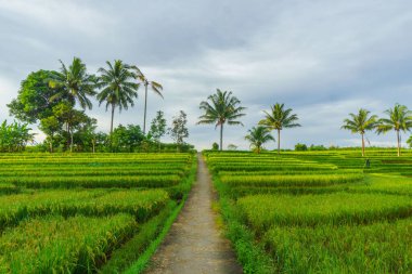 Beautiful morning view indonesia Panorama Landscape paddy fields with beauty color and sky natural light