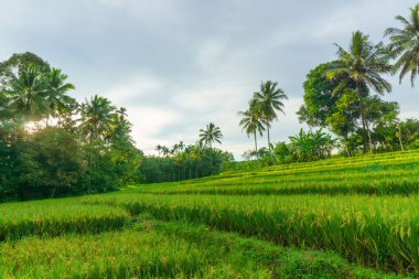Beautiful morning view indonesia Panorama Landscape paddy fields with beauty color and sky natural light