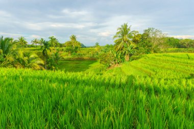 Beautiful morning view indonesia Panorama Landscape paddy fields with beauty color and sky natural light